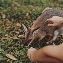 animal-animal-photography-australia-2587082